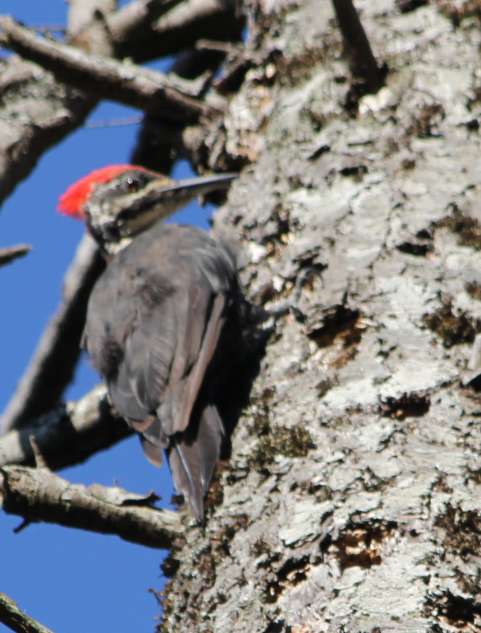 Pileated Woodpecker Looking for Food